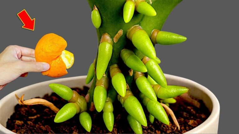 Odkryj 5 sposobów na szybkie wzmacnianie orchidei i ich piękne kwitnienie!